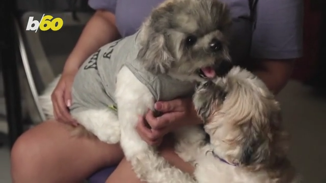 Company creates life-like stuffed animals of dead pets